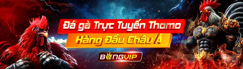 Đá gà Thomo siêu hấp dẫn cùng Bongvip